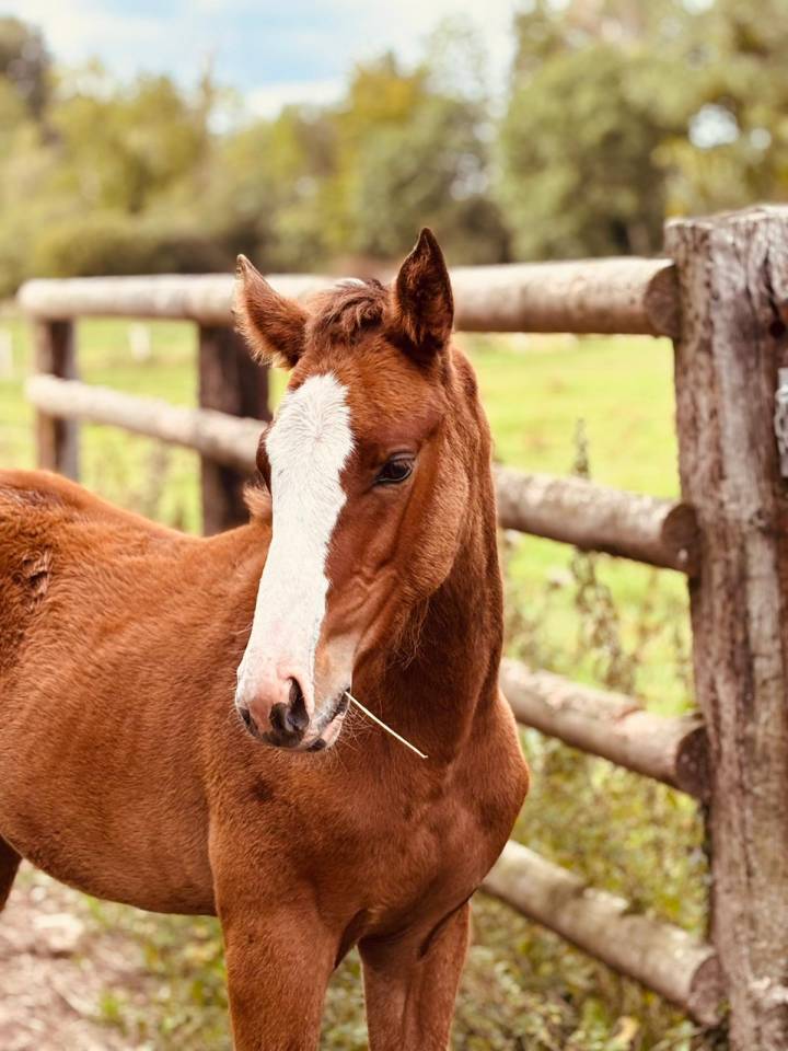 Puledra Sella Francese In vendita 2025 Baio ,  Kilimandjaro Semilly