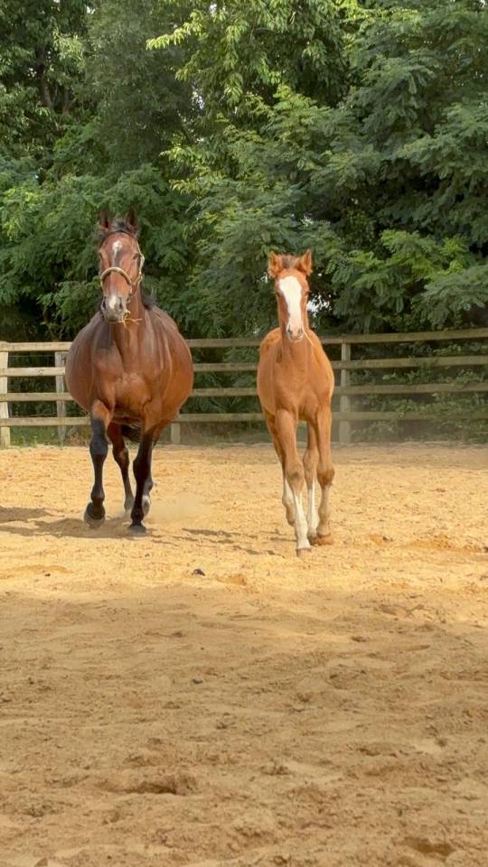 Puledra Sella Francese In vendita 2025 Baio ,  Kilimandjaro Semilly