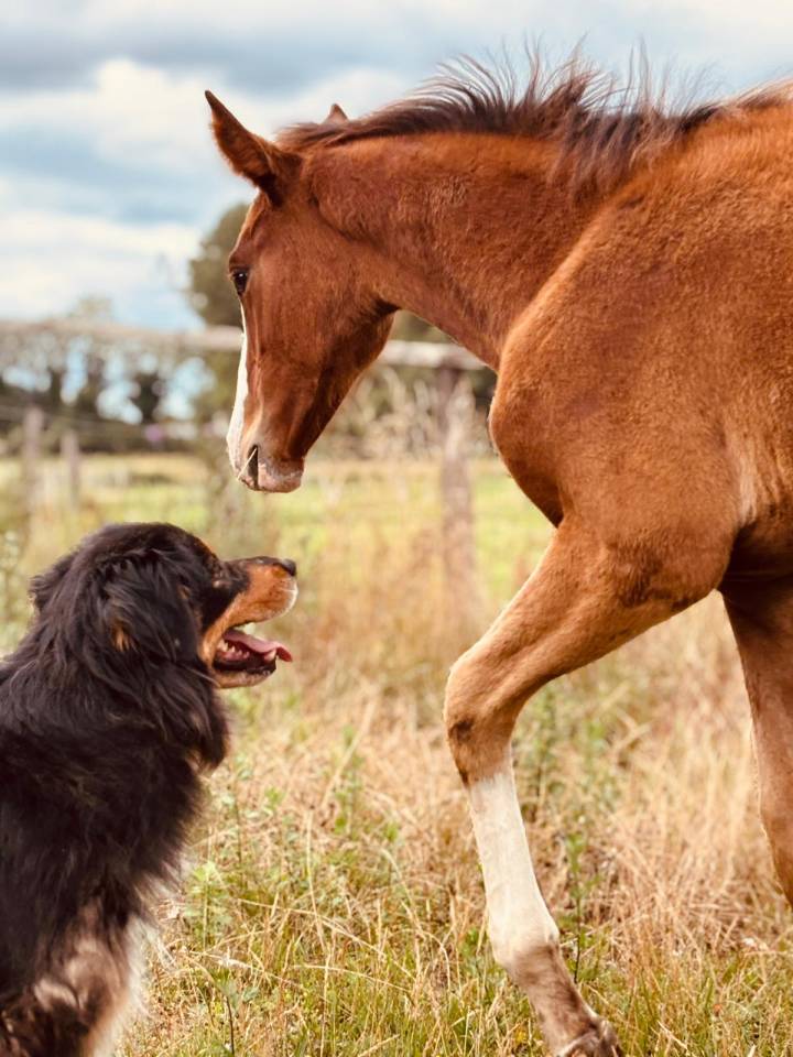 Puledra Sella Francese In vendita 2025 Baio ,  Kilimandjaro Semilly