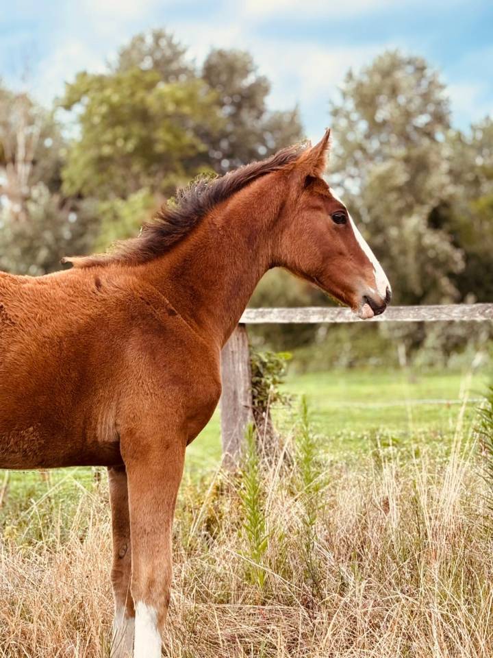 Puledra Sella Francese In vendita 2025 Baio ,  Kilimandjaro Semilly