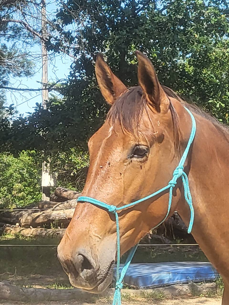 Cavalla PRE Andaluso In vendita 2022 Baio ,  Trianero 29