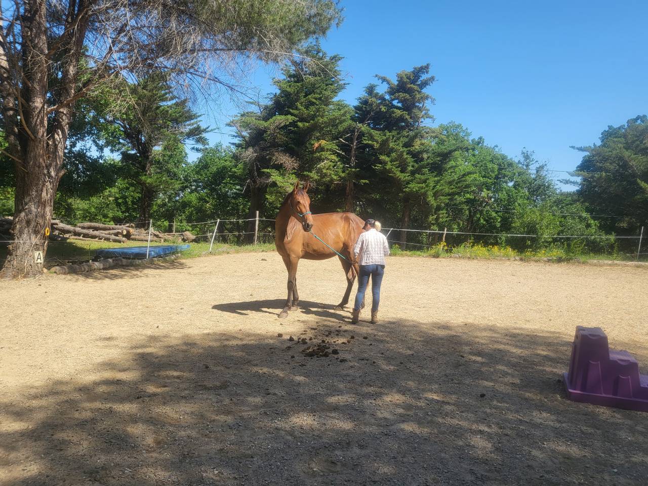 Cavalla PRE Andaluso In vendita 2022 Baio ,  Trianero 29