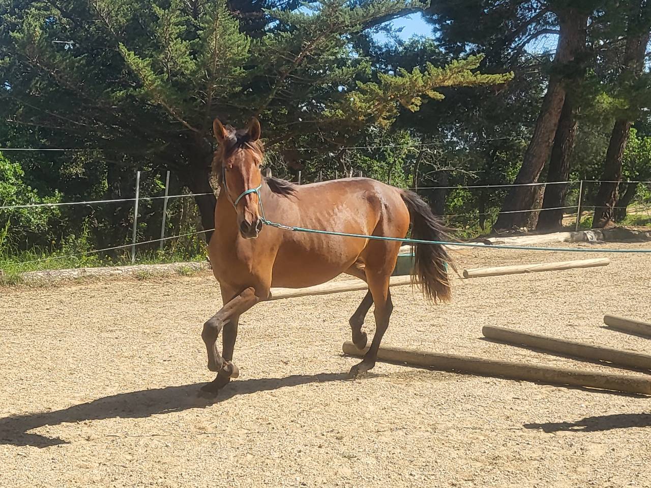 Cavalla PRE Andaluso In vendita 2022 Baio ,  Trianero 29