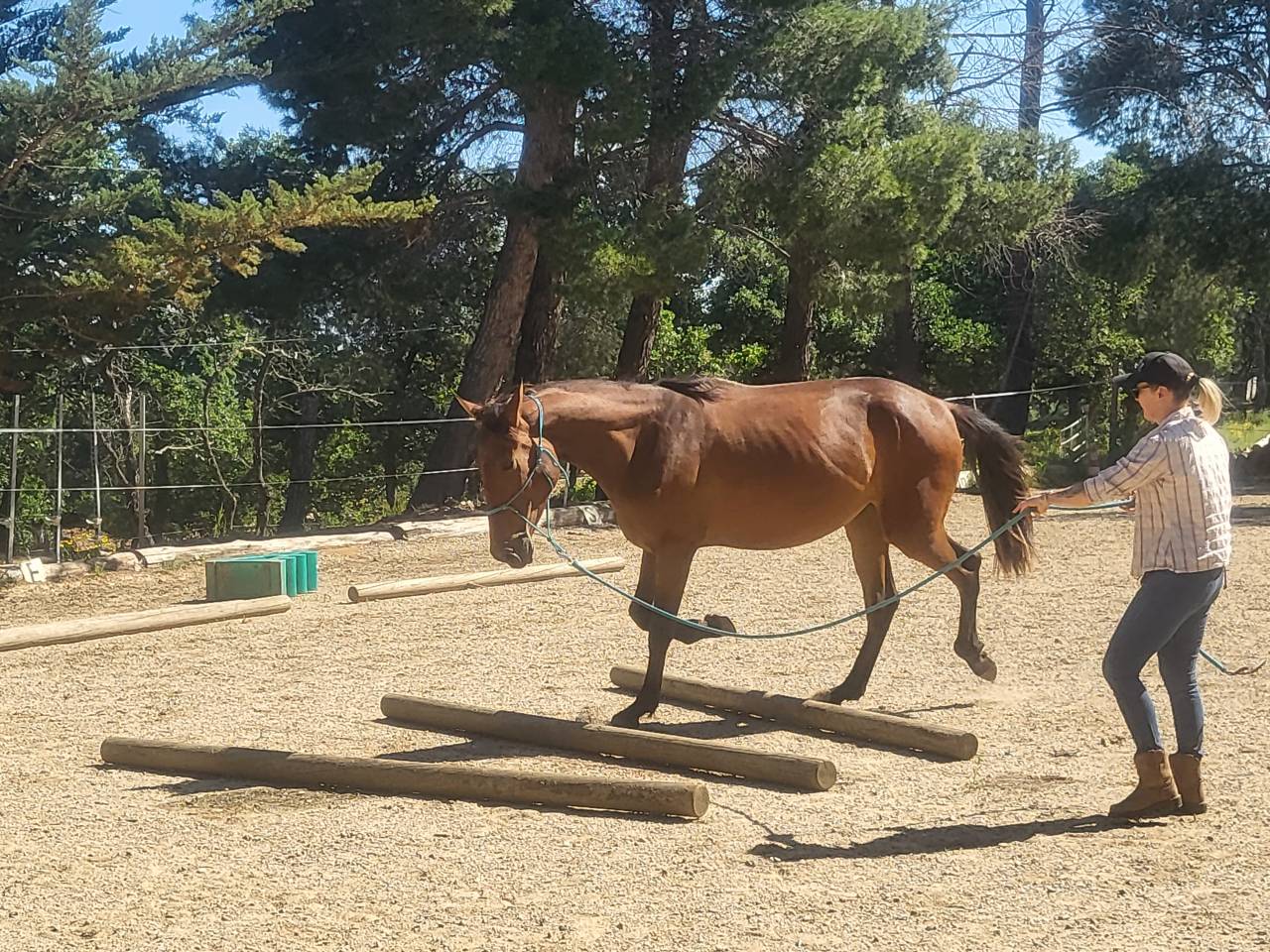 Cavalla PRE Andaluso In vendita 2022 Baio ,  Trianero 29