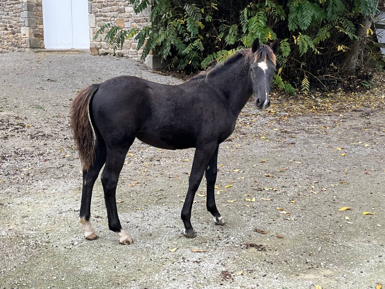 Puledra PFS Pony Francese da Sella In vendita 2025 Baio scuro ,  Very star kerveyer