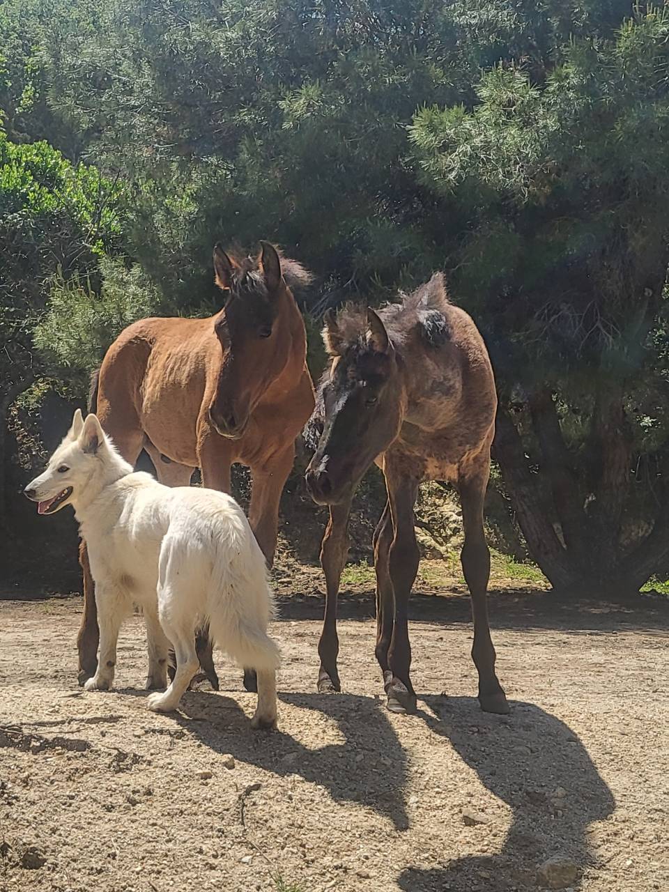 Puledro PRE Andaluso In vendita 2025 Baio ,  HERMES DEL TESSUOR
