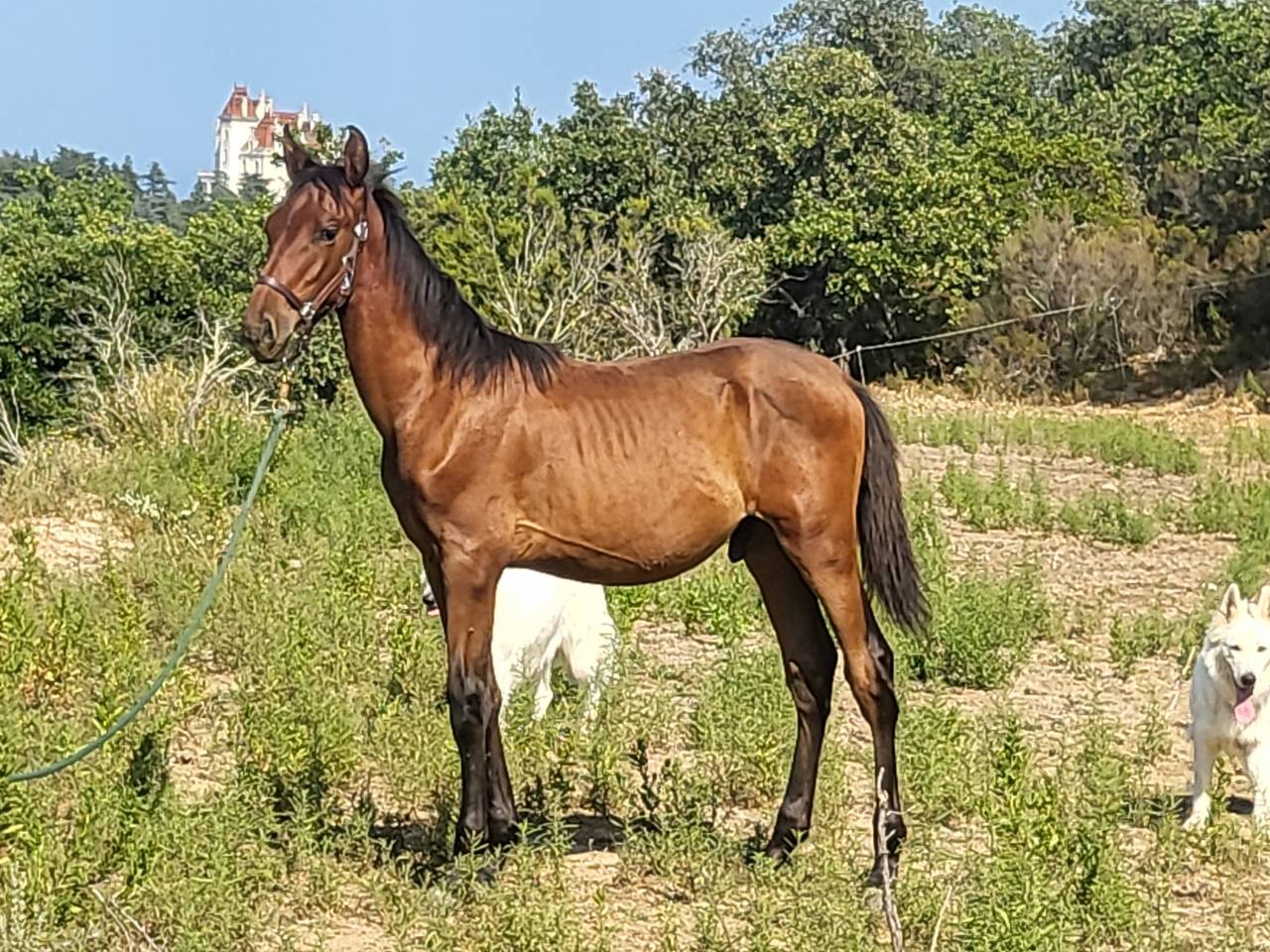 Puledro PRE Andaluso In vendita 2025 Baio ,  HERMES DEL TESSUOR