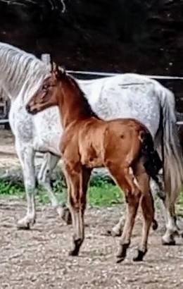 Puledro PRE Andaluso In vendita 2025 Baio ,  HERMES DEL TESSUOR