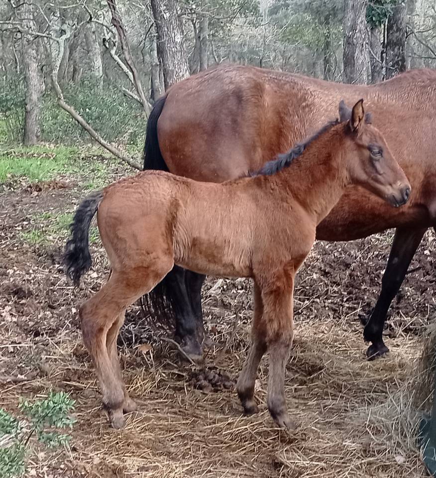Puledro PRE Andaluso In vendita 2025 Baio ,  HERMES DEL TESSUOR