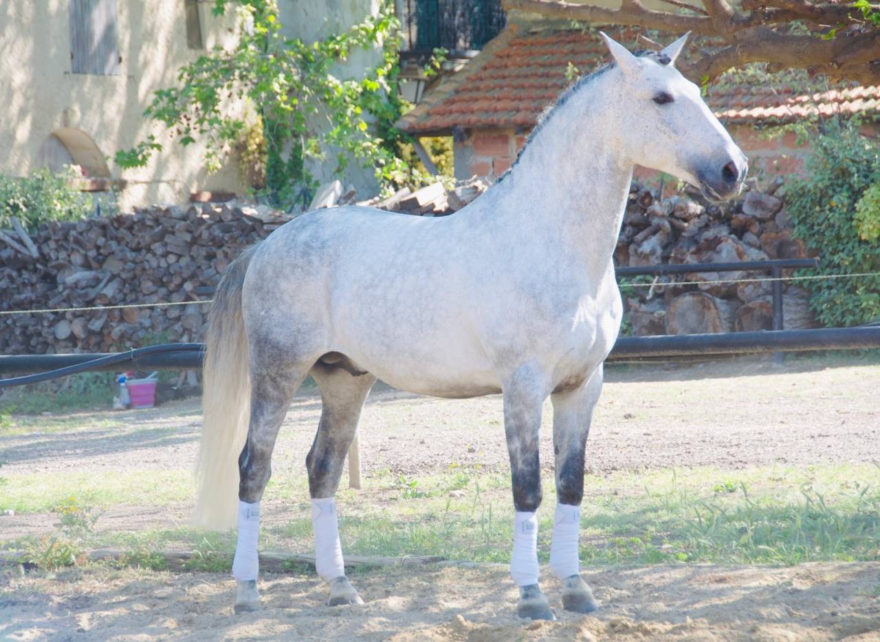 Intero Lusitano In vendita 2014 Grigio