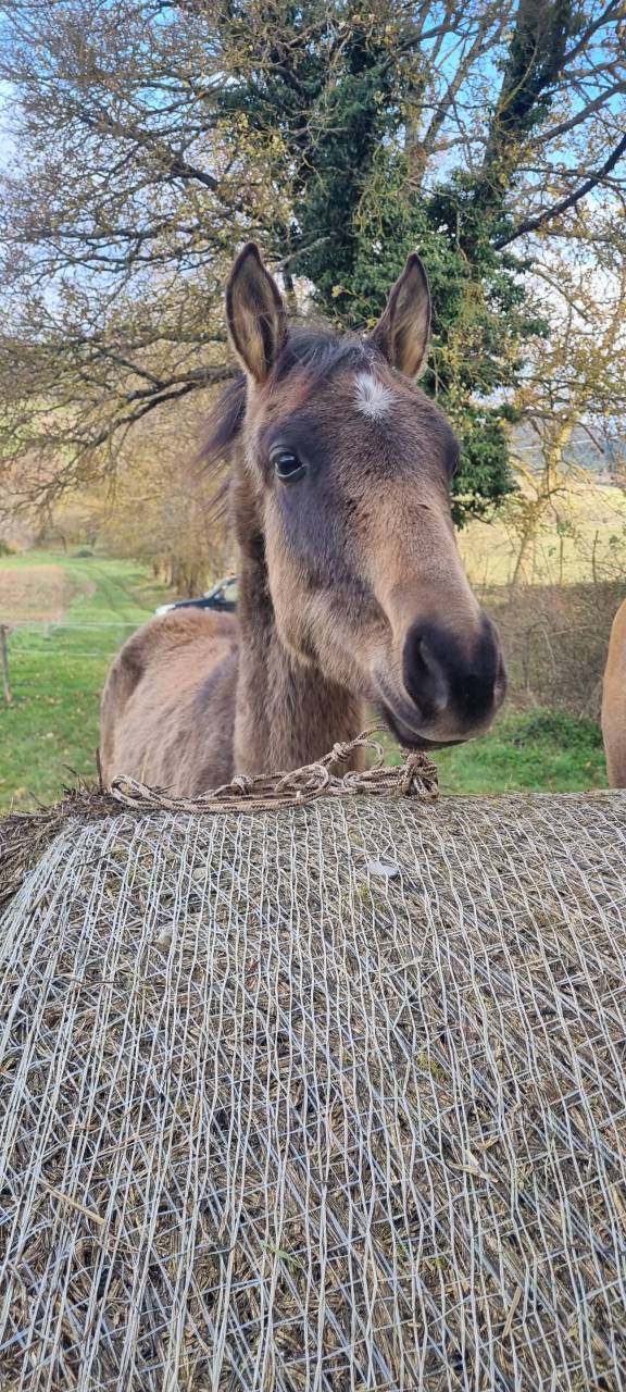 Puledra Akhal Teke In vendita 2024 Altro colore ,  Kemput