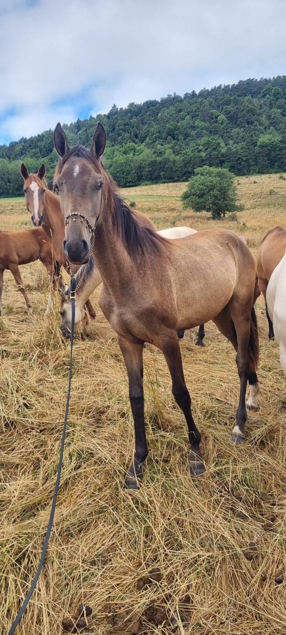 Puledra Akhal Teke In vendita 2024 Altro colore ,  Kemput