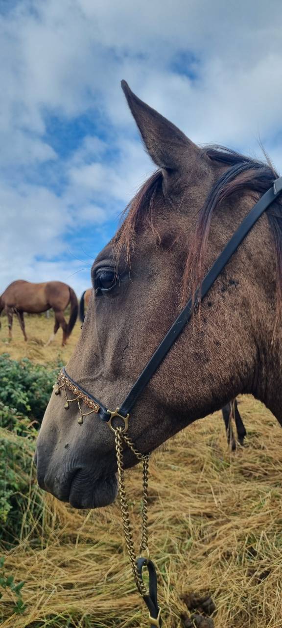 Puledra Akhal Teke In vendita 2024 Altro colore ,  Kemput