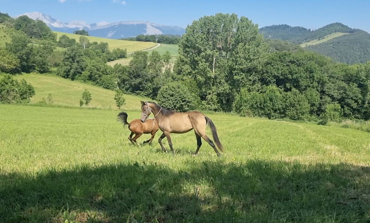 Puledra Akhal Teke In vendita 2024 Altro colore ,  Kemput