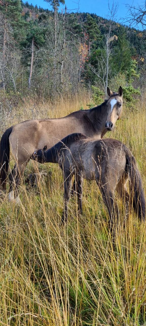 Cavalla Akhal Teke In vendita 2007 Isabella ,  Altair