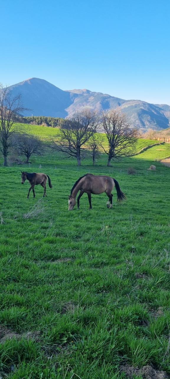 Cavalla Akhal Teke In vendita 2007 Isabella ,  Altair