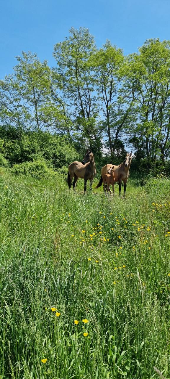 Cavalla Akhal Teke In vendita 2007 Isabella ,  Altair