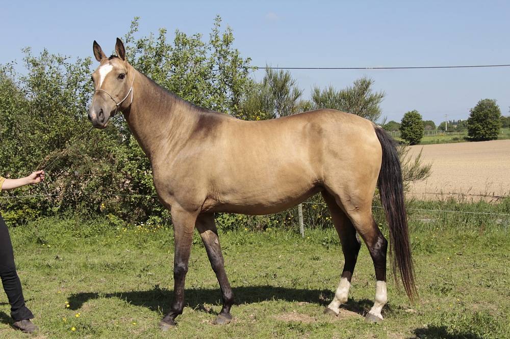 Cavalla Akhal Teke In vendita 2007 Isabella ,  Altair