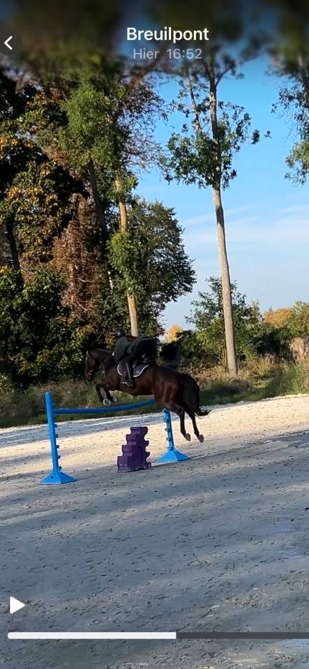 Castrone Sella Francese Mezza-Pensione 2017 Baio