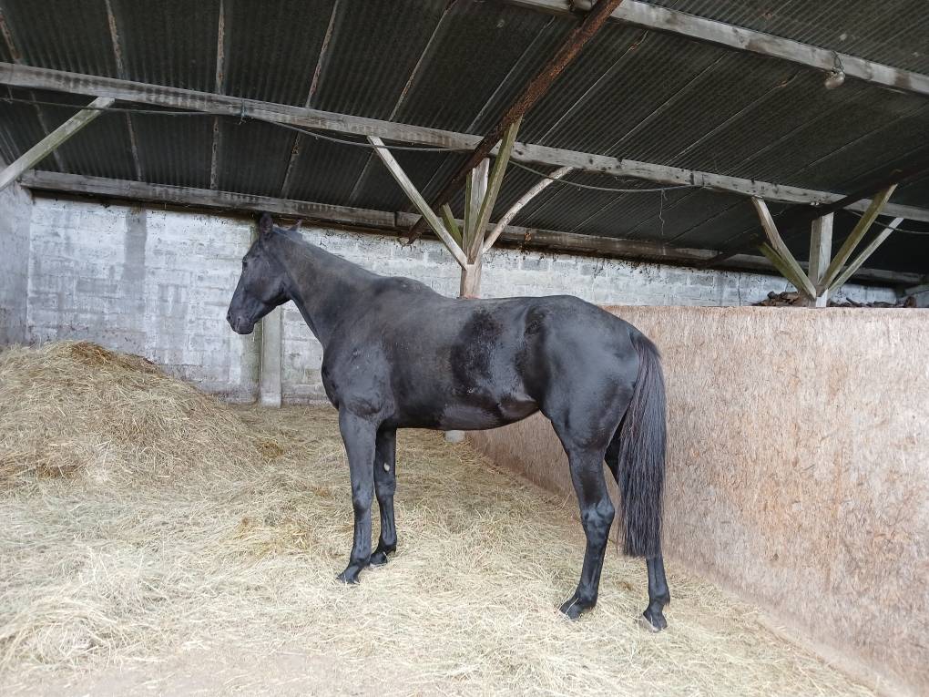 Cavalla Sella Francese In vendita 2018 Baio scuro ,  KENOR DE COSSE