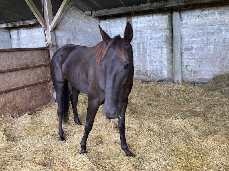 Cavalla Sella Francese In vendita 2018 Baio scuro ,  KENOR DE COSSE