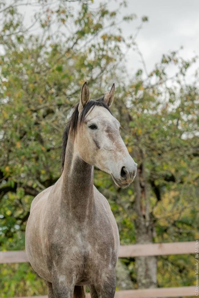Cavalla Lusitano In vendita 2020 Grigio ,  Jasmim plus