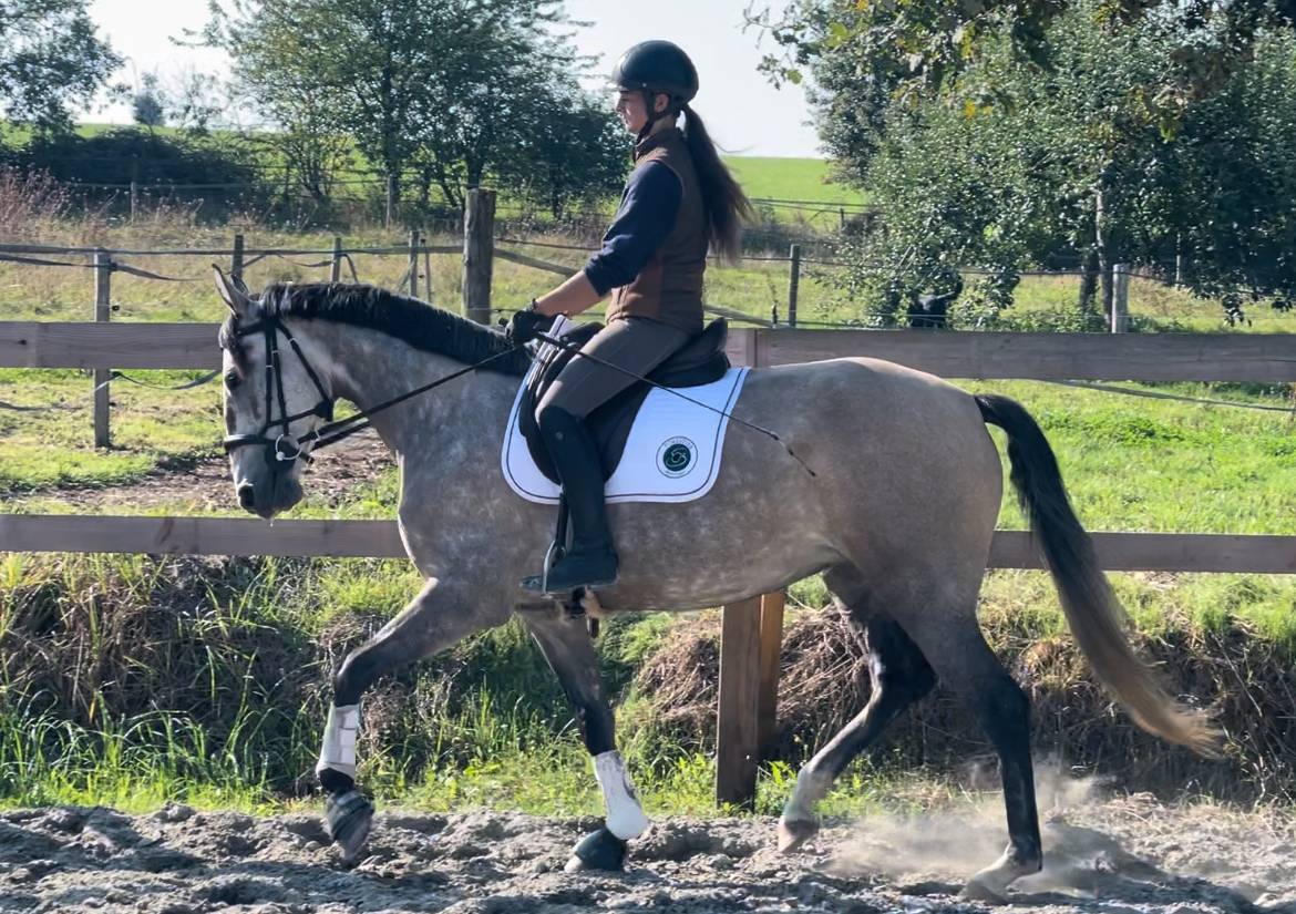 Cavalla Lusitano In vendita 2020 Grigio ,  Jasmim plus