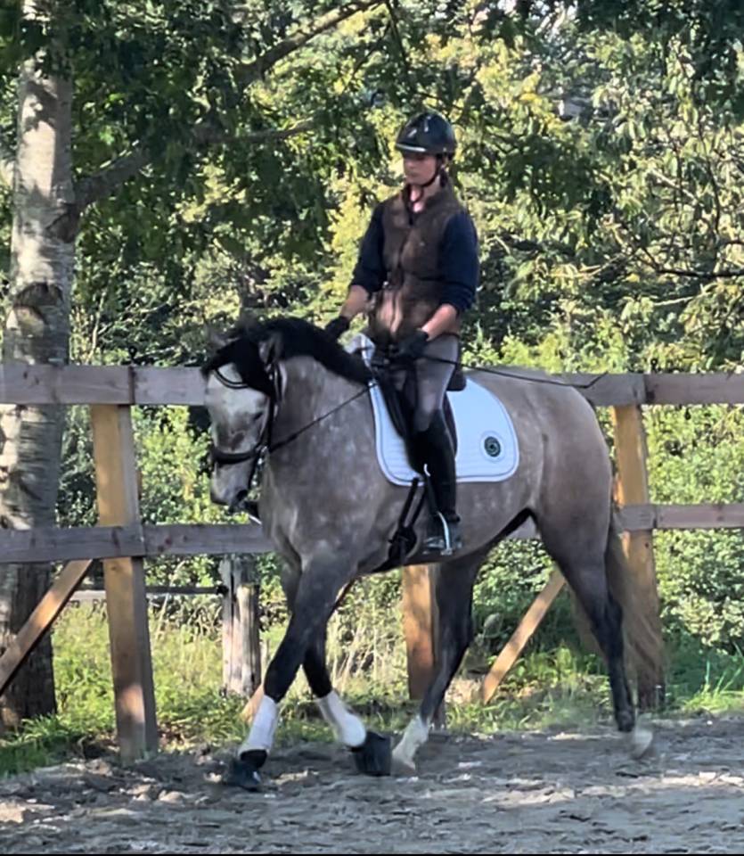 Cavalla Lusitano In vendita 2020 Grigio ,  Jasmim plus
