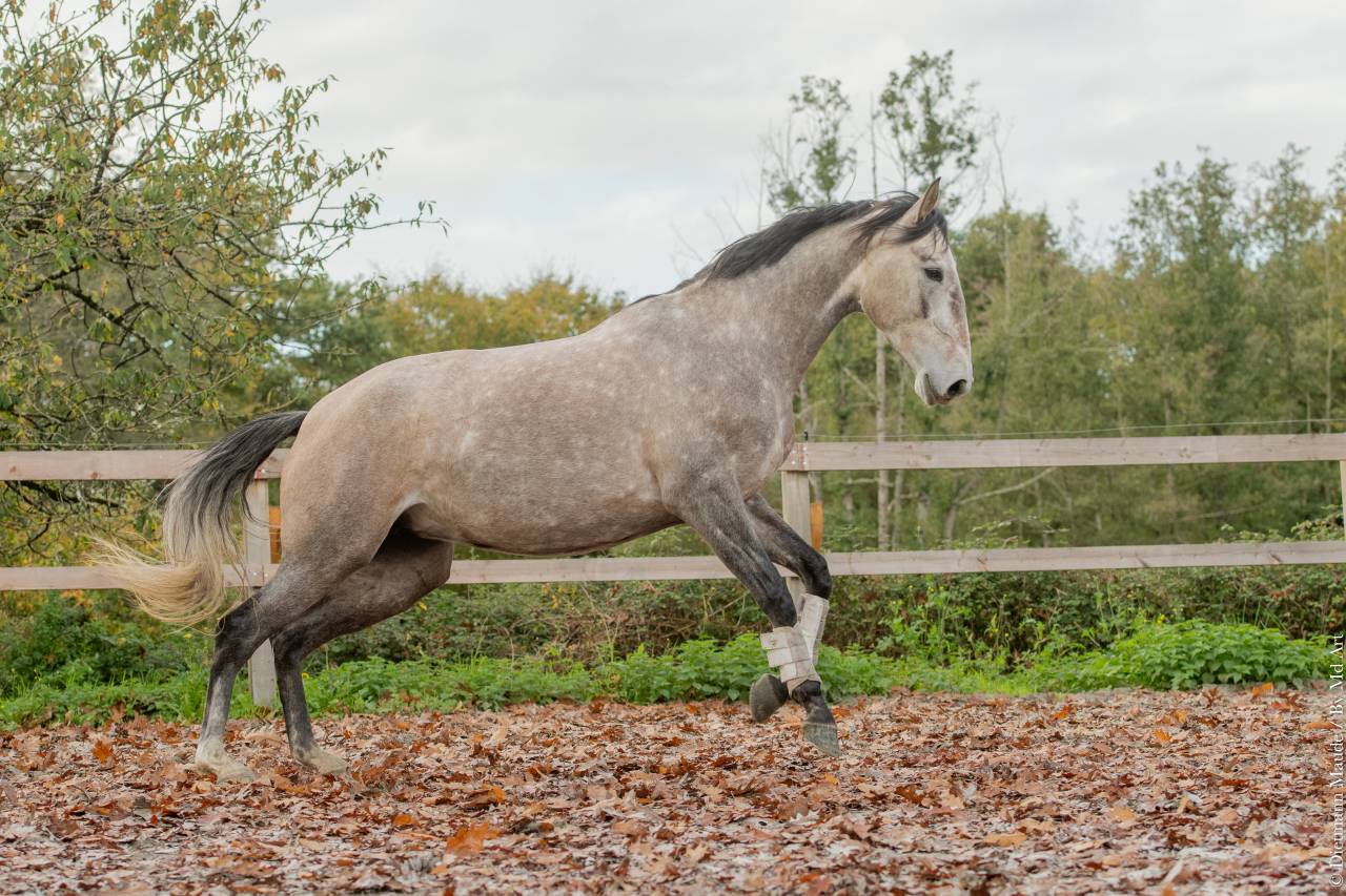 Cavalla Lusitano In vendita 2020 Grigio ,  Jasmim plus