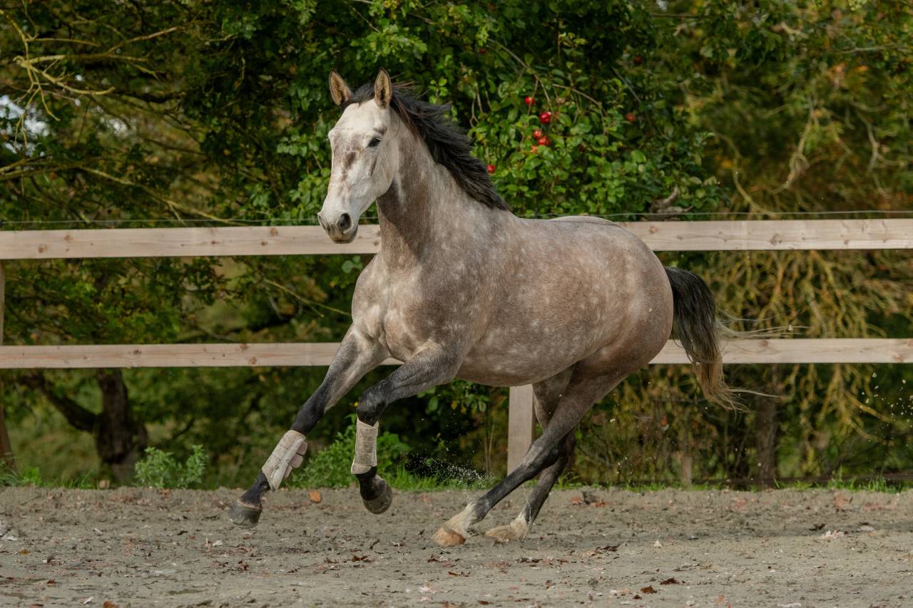 Cavalla Lusitano In vendita 2020 Grigio ,  Jasmim plus