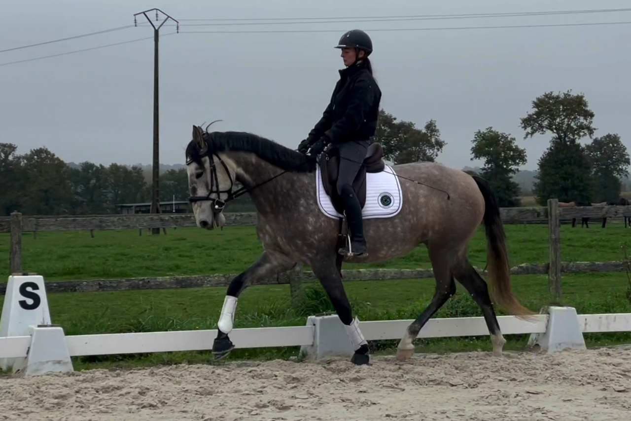 Cavalla Lusitano In vendita 2020 Grigio ,  Jasmim plus