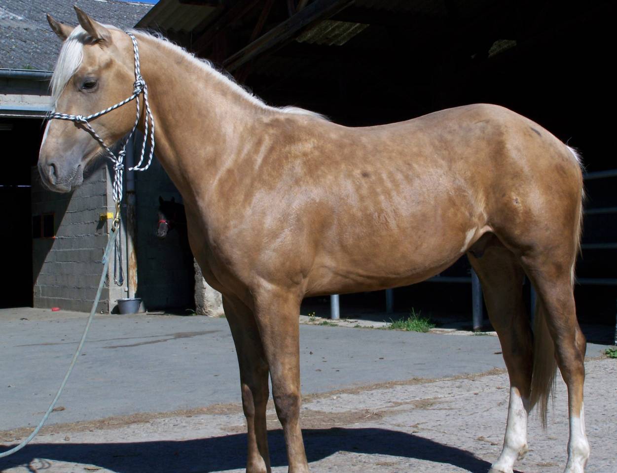 Intero Paint Horse In vendita 2023 Palomino