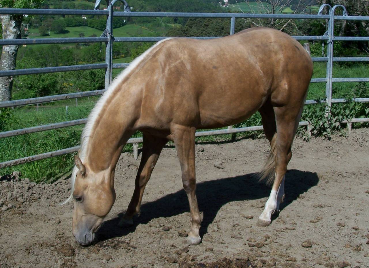 Intero Paint Horse In vendita 2023 Palomino