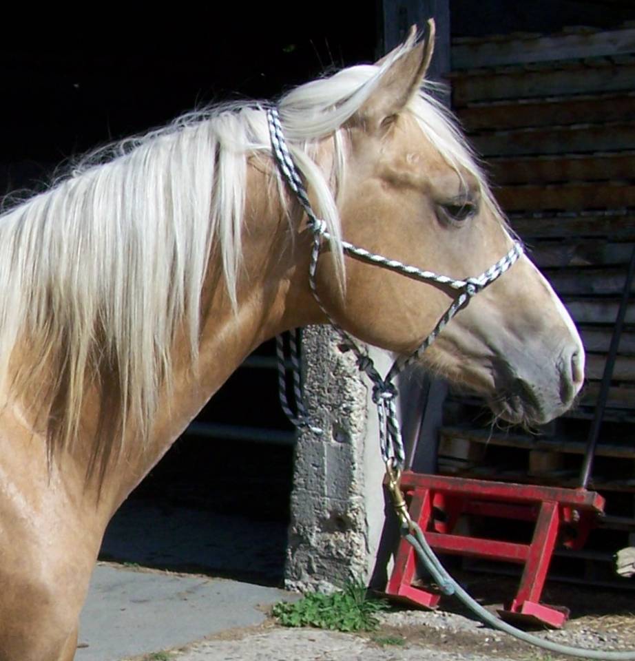 Intero Paint Horse In vendita 2023 Palomino
