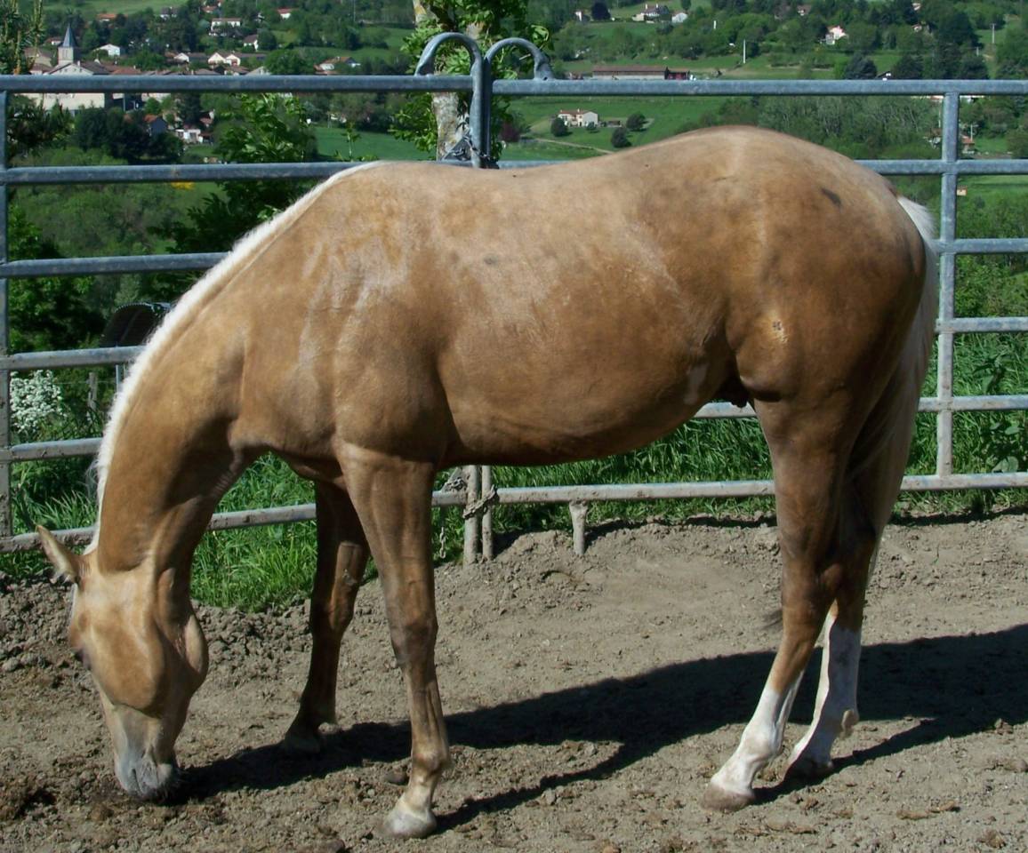 Intero Paint Horse In vendita 2023 Palomino