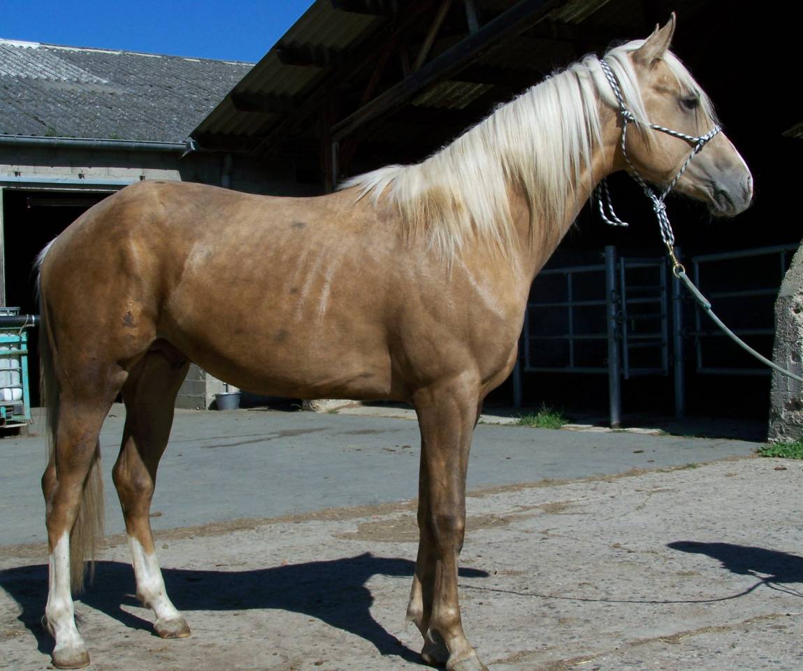 Intero Paint Horse In vendita 2023 Palomino