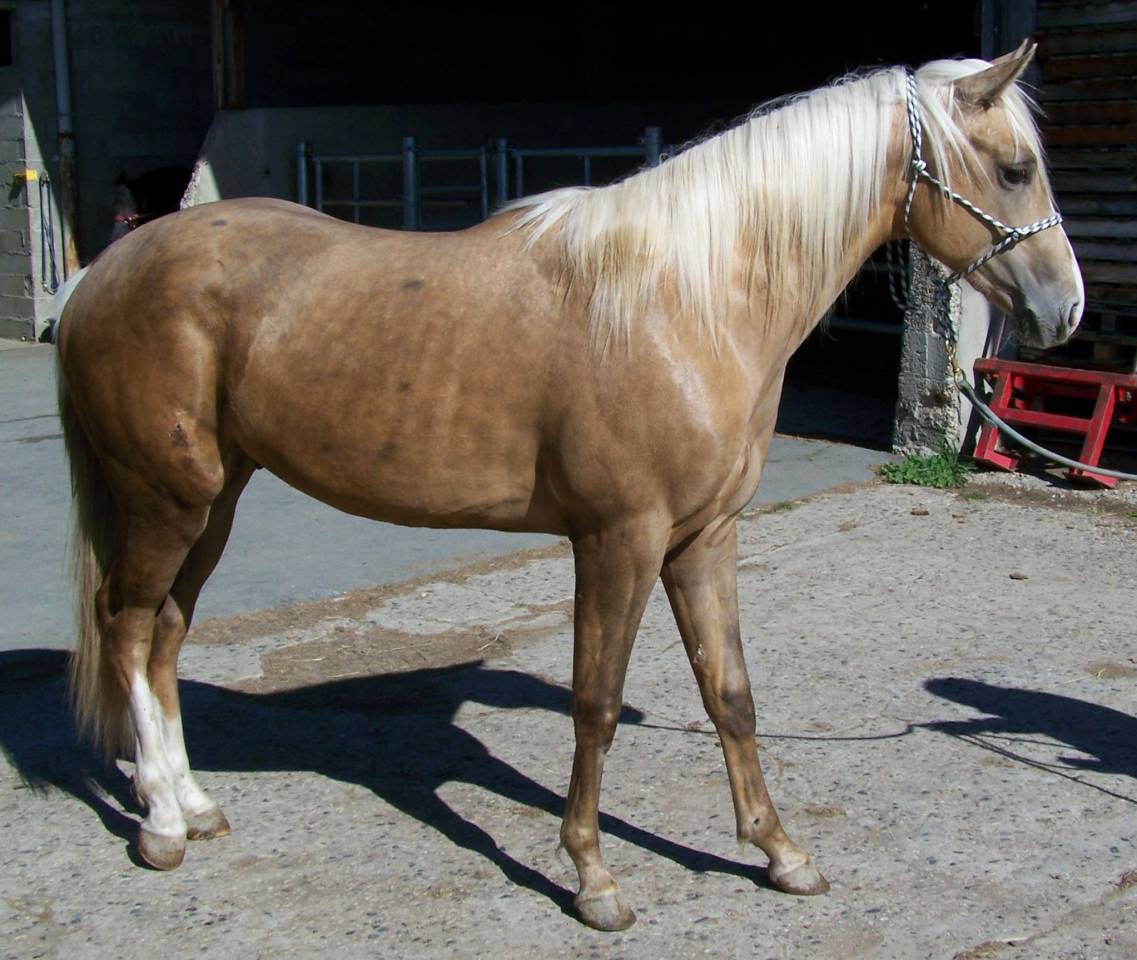 Intero Paint Horse In vendita 2023 Palomino