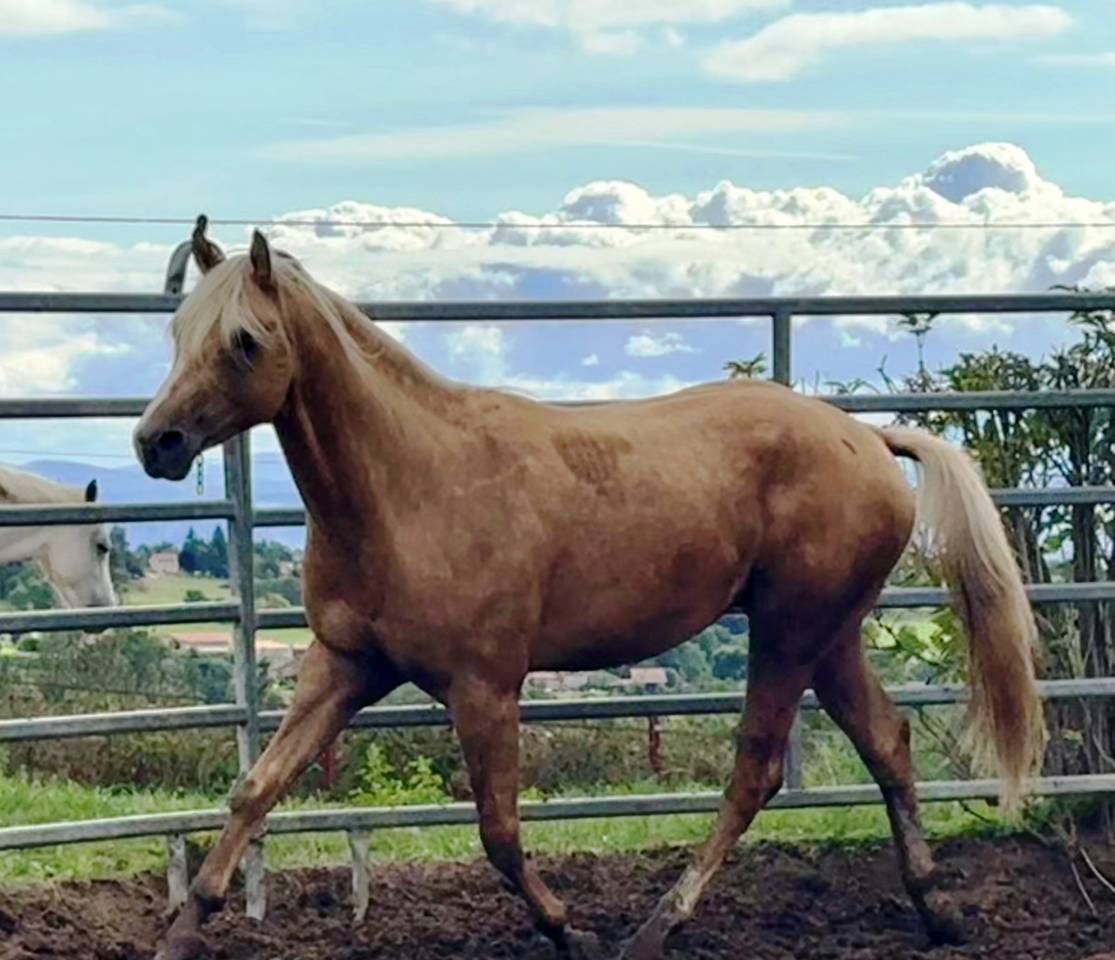 Intero Paint Horse In vendita 2023 Palomino