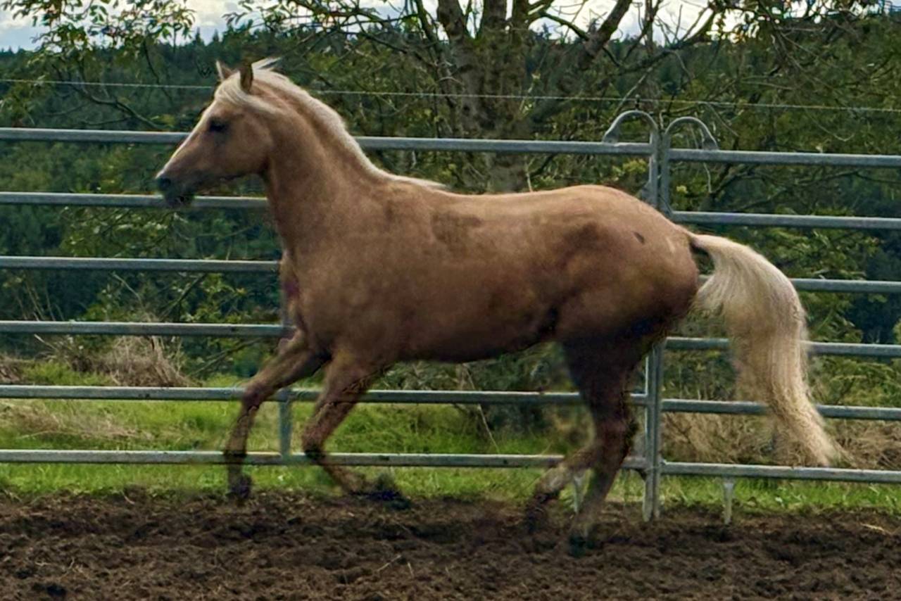 Intero Paint Horse In vendita 2023 Palomino