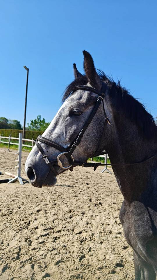 Castrone BWP Cavallo da Sangue Belgio In vendita 2022 Grigio ,  Garfield de tiji des templiers 