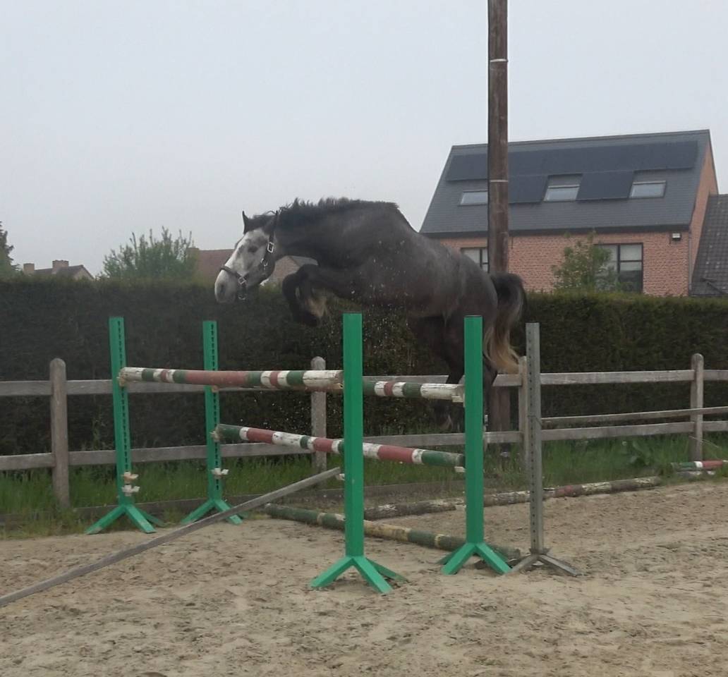 Castrone BWP Cavallo da Sangue Belgio In vendita 2022 Grigio ,  Garfield de tiji des templiers 