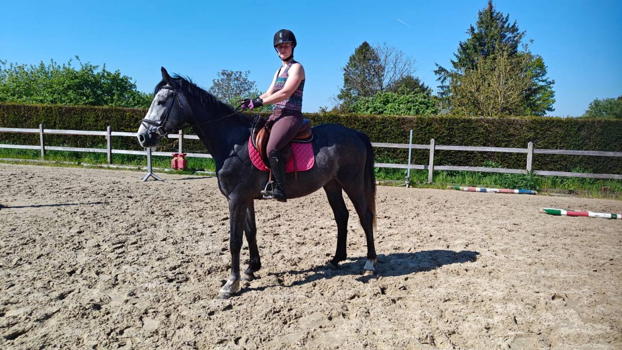 Castrone BWP Cavallo da Sangue Belgio In vendita 2022 Grigio ,  Garfield de tiji des templiers 