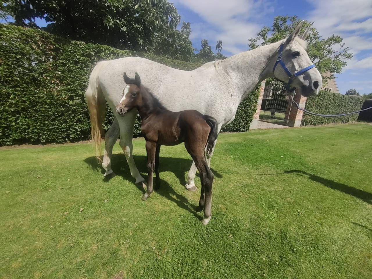 Castrone BWP Cavallo da Sangue Belgio In vendita 2022 Grigio ,  Garfield de tiji des templiers 