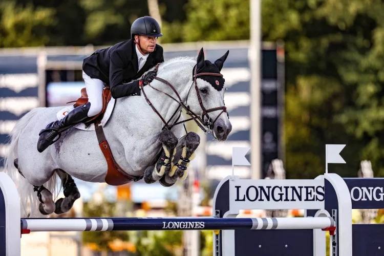 Castrone BWP Cavallo da Sangue Belgio In vendita 2022 Grigio ,  Garfield de tiji des templiers 