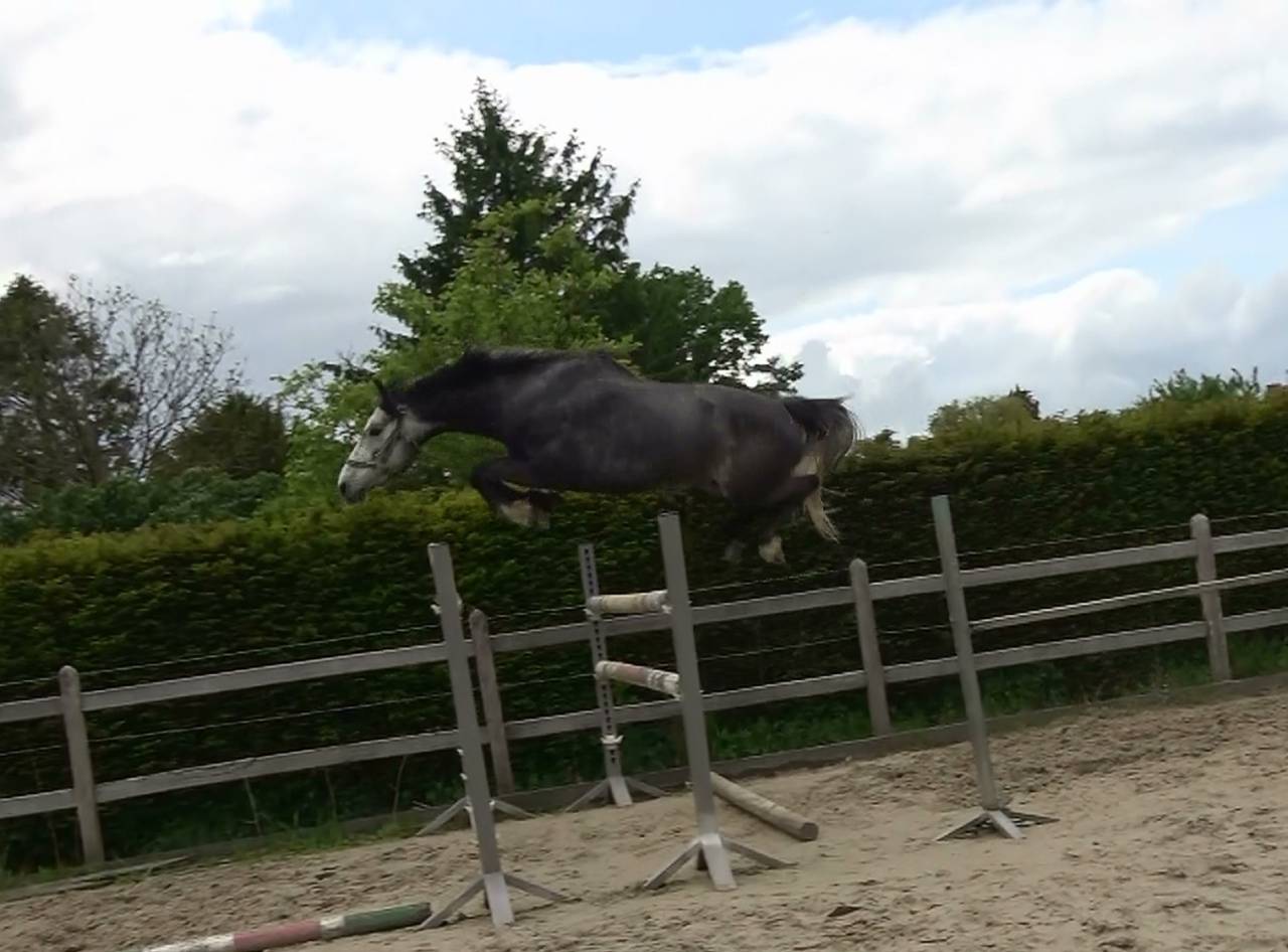 Castrone BWP Cavallo da Sangue Belgio In vendita 2022 Grigio ,  Garfield de tiji des templiers 