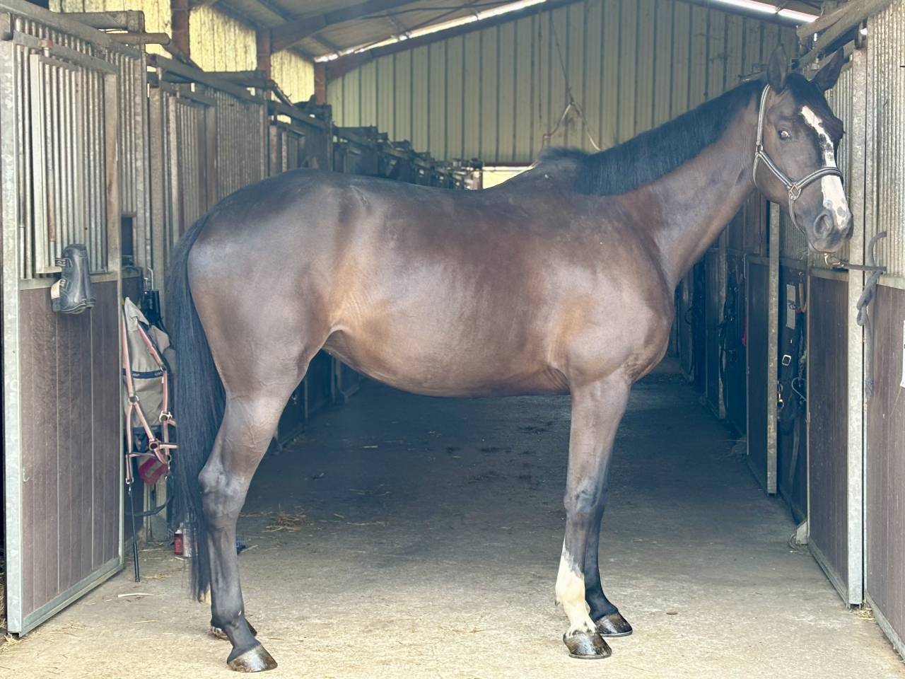 Cavalla Cavallo da Sport Irlandese In vendita 2020 Nero