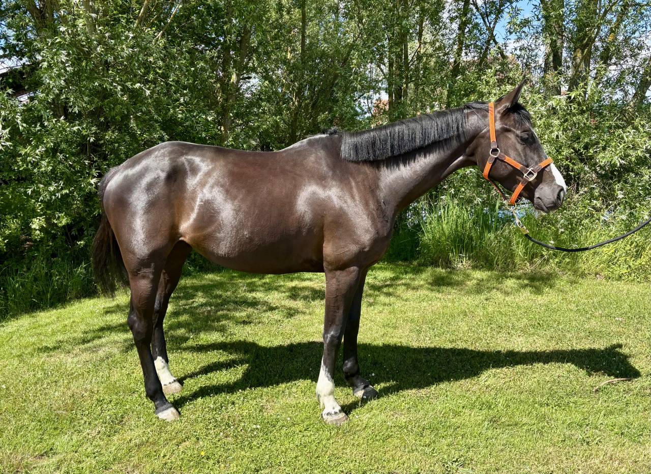 Cavalla Cavallo da Sport Irlandese In vendita 2020 Nero