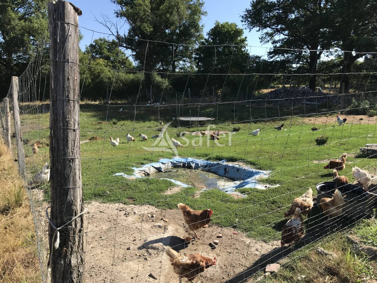 Azienda ovina In vendita Charente