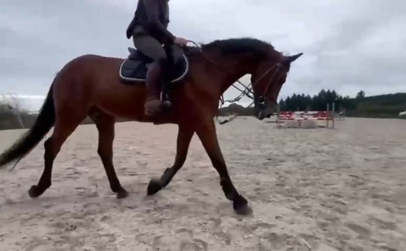 Castrone sBs Cavallo da Sport Belgio In vendita 2008 Baio scuro ,  U Chin van Schuttershof