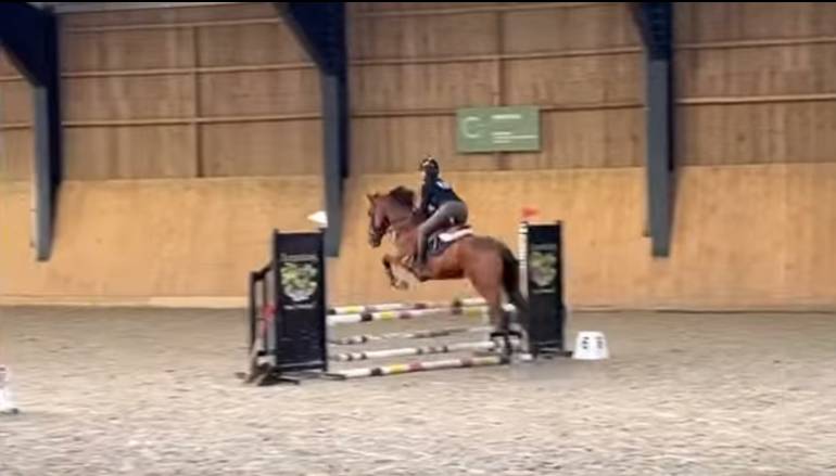 Castrone sBs Cavallo da Sport Belgio In vendita 2008 Baio scuro ,  U Chin van Schuttershof